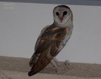 Barn Owl