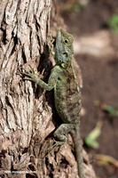 Female Blue-headed Tree Agama (Acanthocerus atricollis)