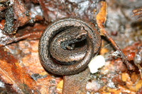 : Batrachoseps attenuatus; California Slender Salamander