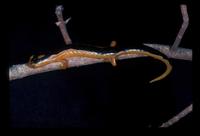 : Bolitoglossa jacksoni