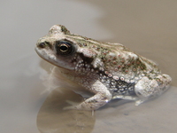 : Bufo limensis