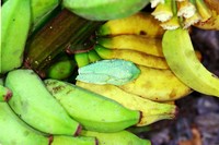 : Hypsiboas albomarginatus