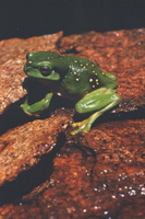 : Litoria splendida