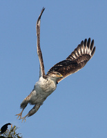 : Buteo regalis; Ferruginous Hawk