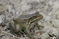 : Rana draytonii; California Red-legged Frog
