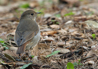 : Catharus guttatus; Hermit Thrush