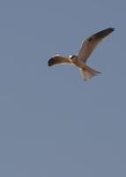 : Elanus leucurus; White-tailed Kite