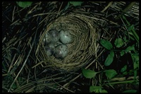 : Melospiza lincolnii; Lincoln's Sparrow Nest