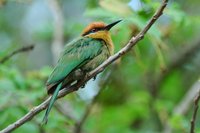 : Merops boehmi; Bohm's Bee-eater