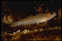 : Rhinogobiops nicholsii; Blackeye Goby