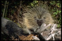 : Erethizon dorsatum; North American Porcupine