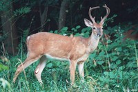 : Odocoileus virginianus; White-tailed Deer (buck)