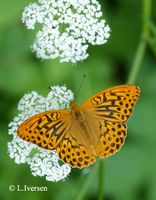 : Argynnis paphia; Silver Washed Fritillary