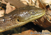 : Elgaria multicarinata scincicauda; Oregon Alligator Lizard