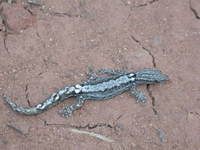 : Sphaerodactylus glaucus