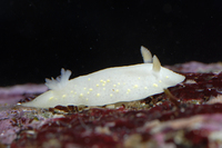 : Cadlina modesta; Modest Cadlina