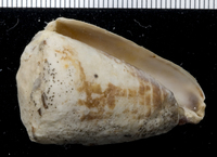 : Conus vitulinus