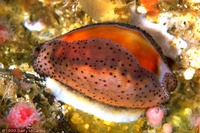 : Cypraea spadicea; Chestnut Cowry