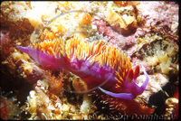 : Flabellina iodinea; Spanish Shawl Nudibranch