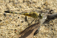 Diplacodes trivialis  Chalky Percher photo