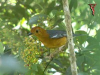 Orange-headed Thrush(Zoothera citrina)