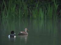 Anas poecilorhyncha Spot-billed Duck カルガモとキンクロハジロ