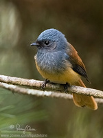 Blue-headed Fantail Rhipidura cyaniceps
