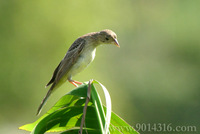 Black-headed Bunting 黑頭(巫鳥)