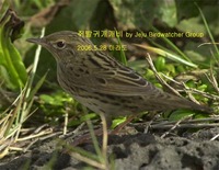 쥐발귀개개비Lanceloated Warbler