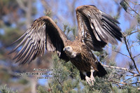 고산대머리수리(가칭)Himalayan Griffon Vulture