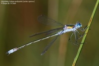 Almindelig Kobbervandnymfe (Lestes sponsa ) Foto/billede af