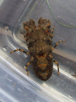 Scyllarus arctus