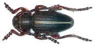 Dorcadion lineatocolle