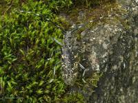 Monochamus sutor sutor