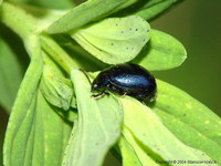 Chrysolina varians var. pratensis