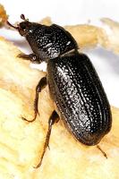 Sinodendron cylindricum - Rhinoceros Beetle