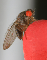 Drosophila melanogaster - Common Fruit Fly