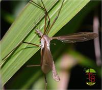 Tipula maxima