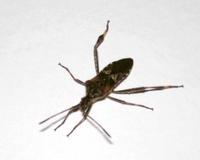 Leptoglossus occidentalis - Western Conifer Seed Bug