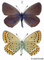 Plebeius argyrognomon - Reverdin's Blue