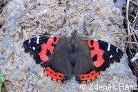 Vanessa vulcania - Canary Red Admiral