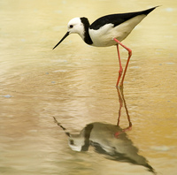 Poaka or Pied Stilt - Himantopus leucocephalus