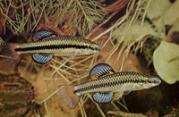 Lucania goodei, Bluefin killifish: aquarium