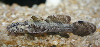 Callogobius hasseltii, Hasselt's goby: aquarium
