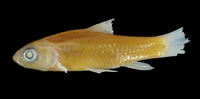 Barbus manicensis, Yellow barb: