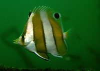 Chaetodon modestus, Brown-banded butterflyfish: fisheries, aquarium