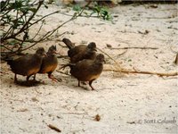 Stone Partridge Ptilopachus petrosus