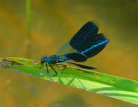 Calopteryx splendens - Banded Demoiselle