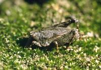Tetrix tenuicornis