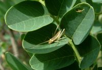 Oecanthus pellucens